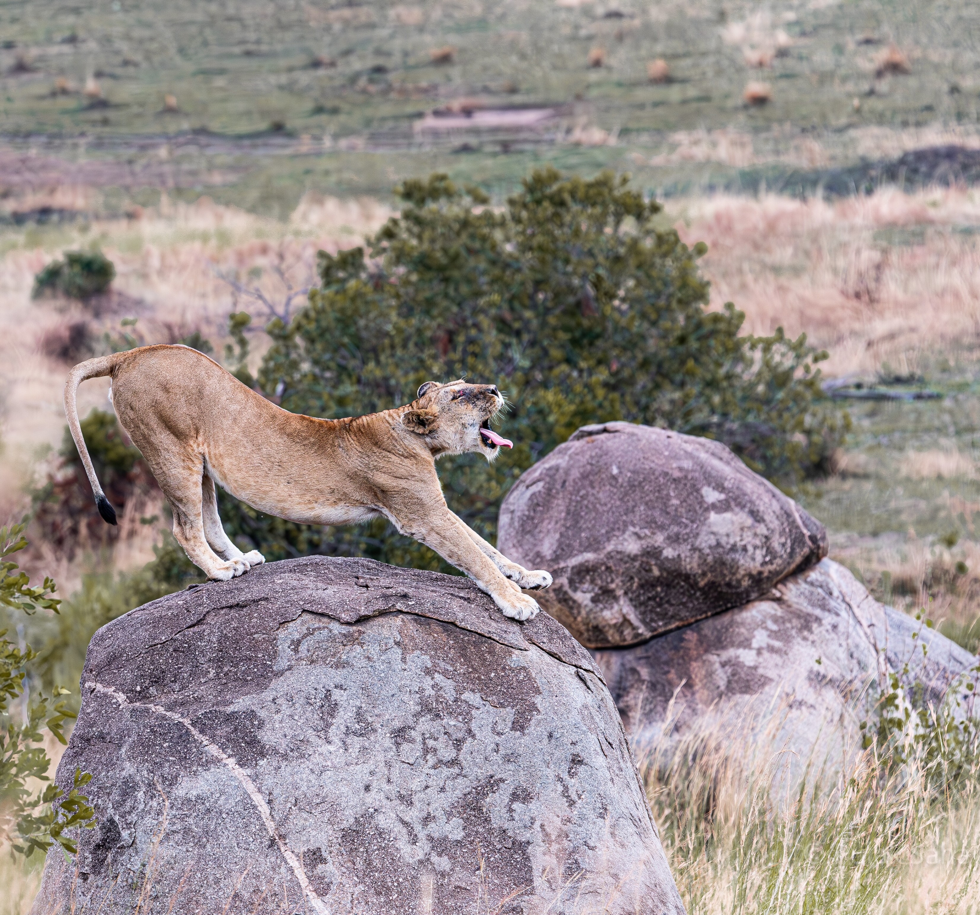 Lioness stretching on rock